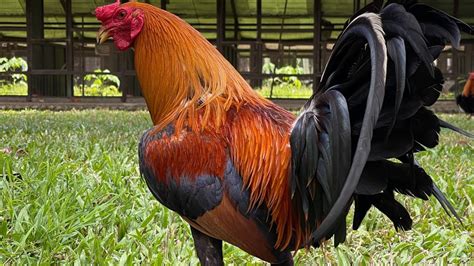 Nene Abello of RGA Gamefarm .